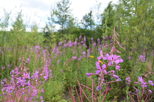 Image-preview_300x200