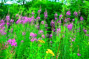 Image-preview_300x200