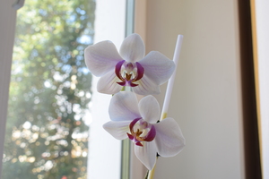 Image-preview_300x200