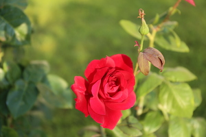 Image-preview_300x200