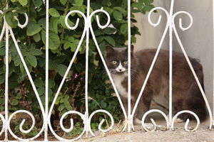 Image-preview_300x200