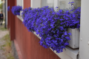 Image-preview_300x200