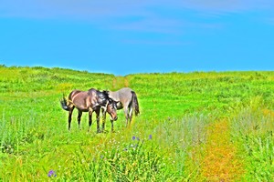 Image-preview_300x200