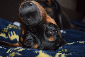 Image-preview_300x200