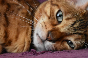 Image-preview_300x200