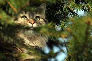 Image-preview_300x200