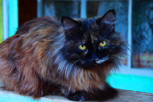 Image-preview_300x200