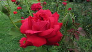 Image-preview_300x200