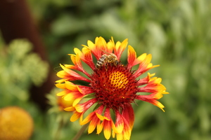 Image-preview_300x200