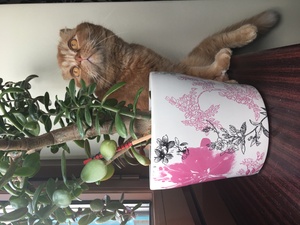 Image-preview_300x200