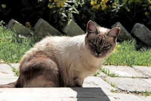 Image-preview_300x200