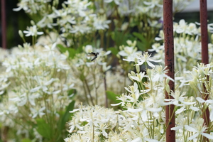 Image-preview_300x200