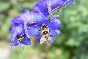 Image-preview_300x200