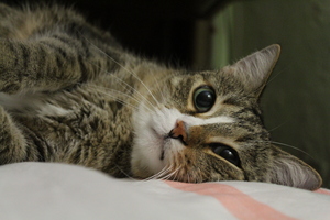 Image-preview_300x200