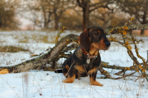 Image-preview_300x200