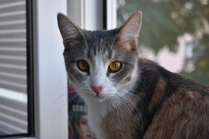 Image-preview_300x200