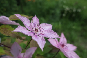 Image-preview_300x200