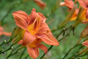 Image-preview_300x200