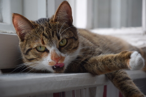 Image-preview_300x200