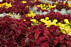 Image-preview_300x200