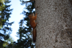 Image-preview_300x200