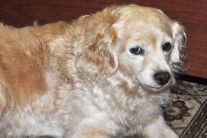 Image-preview_300x200