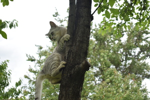 Image-preview_300x200