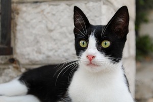 Image-preview_300x200