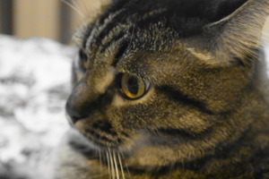 Image-preview_300x200