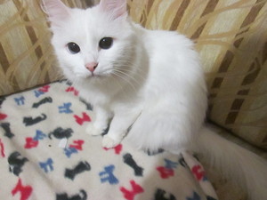 Image-preview_300x200