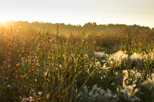 Image-preview_300x200