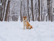 Image-rectangle_220_165