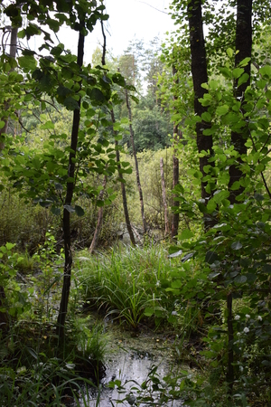 Image-preview_300x200