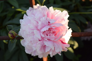 Image-preview_300x200