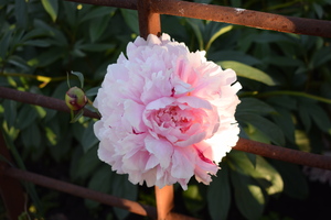 Image-preview_300x200