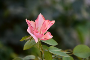 Image-preview_300x200