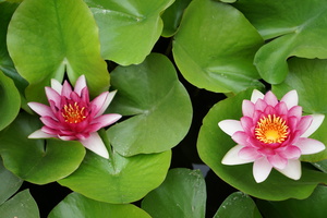 Image-preview_300x200