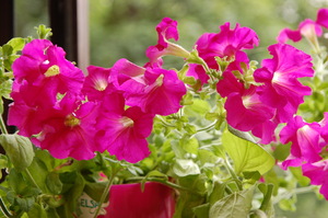 Image-preview_300x200