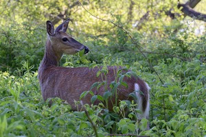 Image-preview_300x200