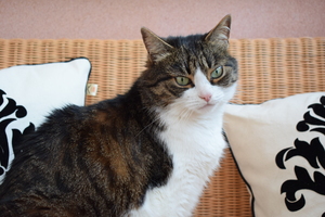 Image-preview_300x200