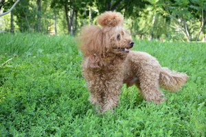 Image-preview_300x200