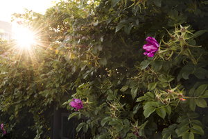 Image-preview_300x200