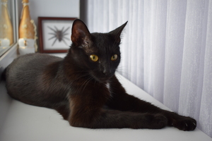 Image-preview_300x200