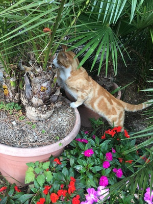 Image-preview_300x200