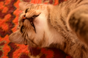 Image-preview_300x200