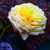 Image-square_50