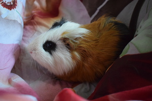 Image-preview_300x200