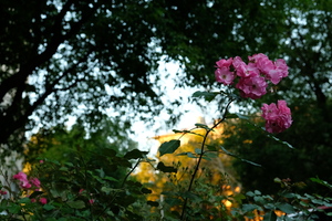 Image-preview_300x200