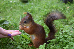 Image-preview_300x200