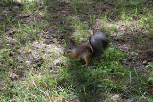 Image-preview_300x200